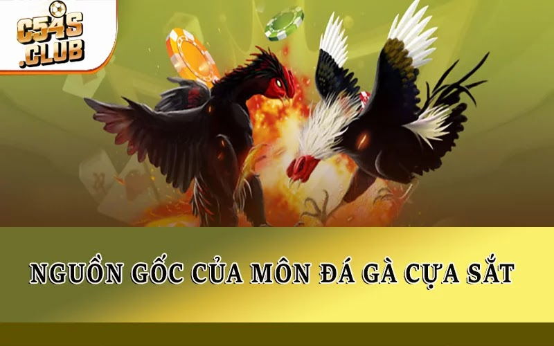 Nguồn gốc của môn đá gà cựa sắt