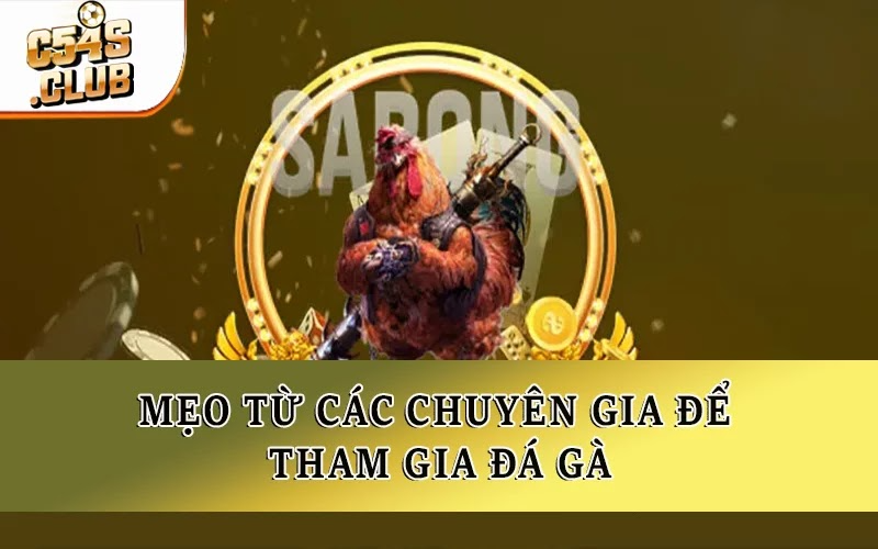 Mẹo từ các chuyên gia để tham gia đá gà
