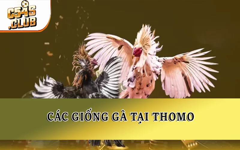 Các giống gà tại Thomo