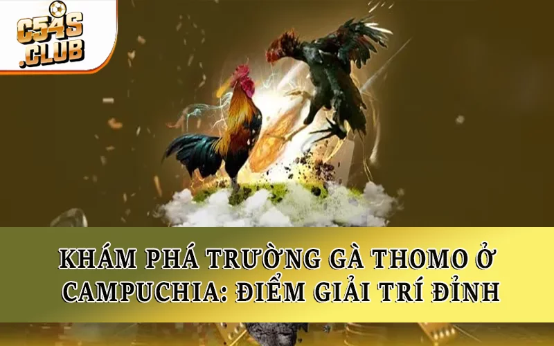 Khám Phá Trường Gà Thomo Ở Campuchia: Điểm Giải Trí Đỉnh