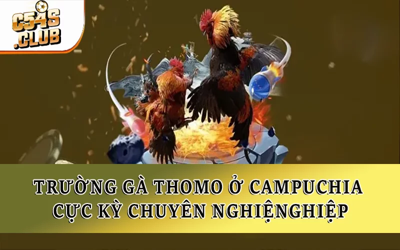 Trường gà Thomo ở Campuchia cực kỳ chuyên nghiệp