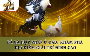 Đá Gà Hợp Pháp Ở Đâu: Khám Phá Địa Điểm Giải Trí Đỉnh Cao