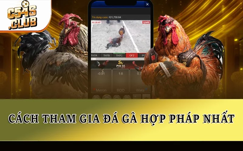 Đá gà hợp pháp ở đâu?Một số vùng cho phép điều này