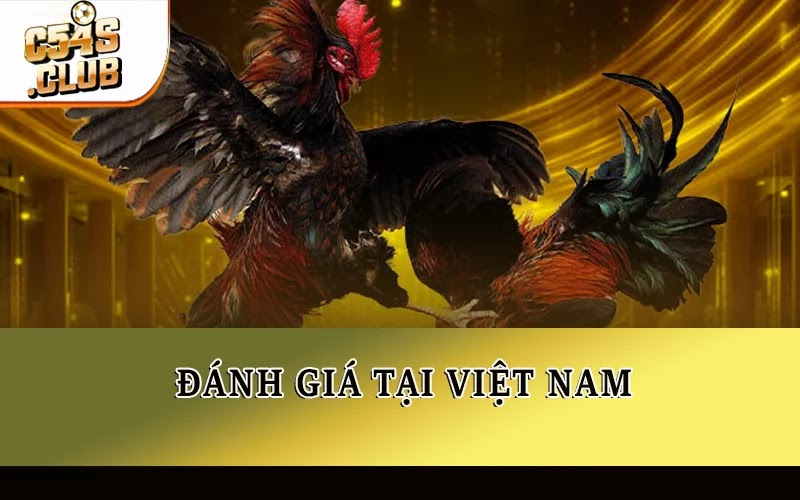 Đá gà hợp pháp ở đâu? Đánh giá tại Việt Nam