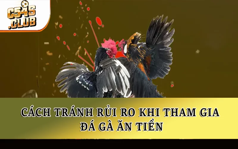 Đá gà ăn tiền có bị cấm không? Cách tránh rủi ro khi tham gia đá gà ăn tiền