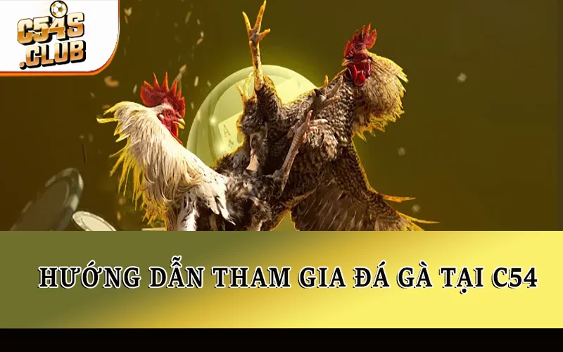 Hướng dẫn tham gia đá gà tại C54