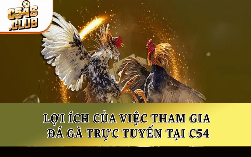 Đá gà ăn tiền có bị cấm không? Lợi ích của việc tham gia đá gà trực tuyến tại C54