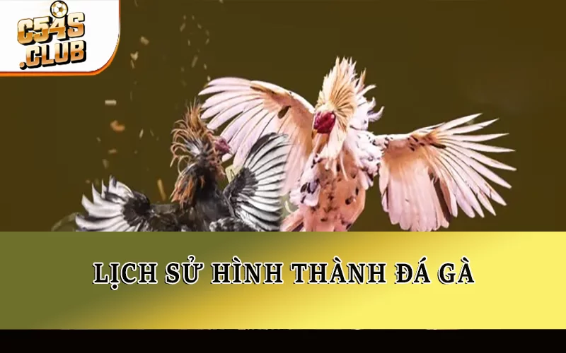 Đá gà ăn tiền có bị cấm không? Lịch sử hình thành đá gà